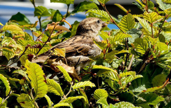 Sperling in Hecke
