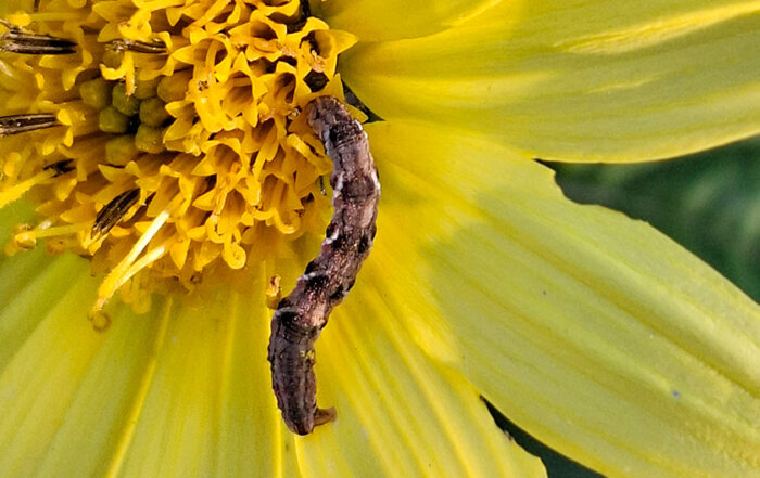 Rötlicher Goldruten-Blütenspanner