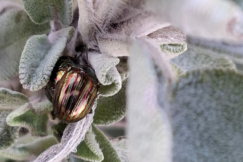 Rosmarin-Blattkäfer