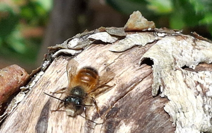 Rostrote Mauerbiene
