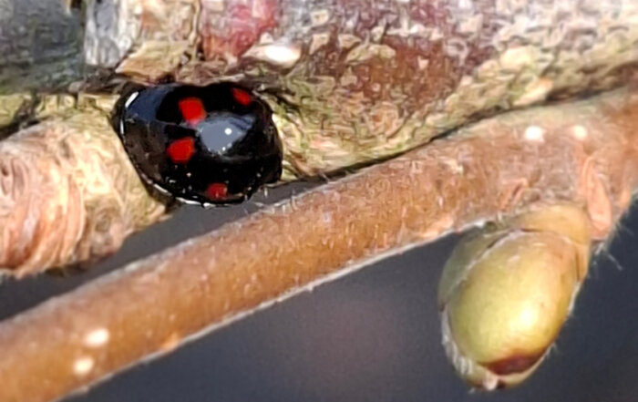 vierfleckiger Schildlaus-Marienkäfer