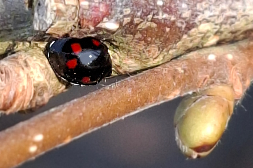 vierfleckiger Schildlaus-Marienkäfer