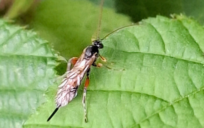 Schlupfwespe