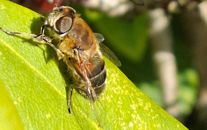 Schwarze Bienenschwebfliege