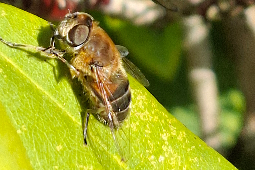 Schwarze Bienenschwebfliege