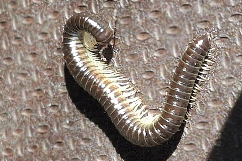 Schwarzer Schnurfüßer