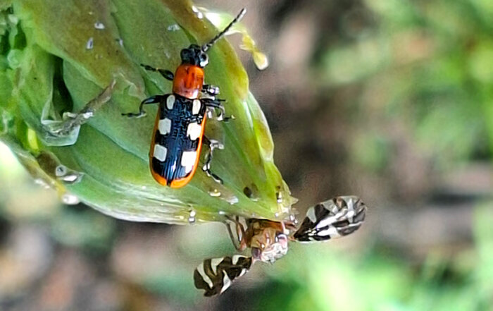 Gemeines Spargelhähnchen und Sellerie-Bohrfliege