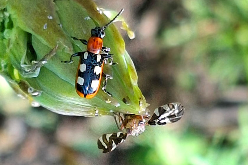 Gemeines Spargelhähnchen und Sellerie-Bohrfliege
