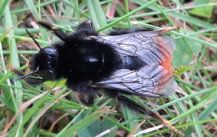 Steinhummel