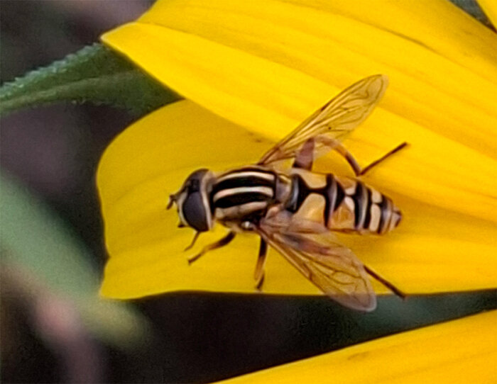 Gemeine Sumpfschwebfliege