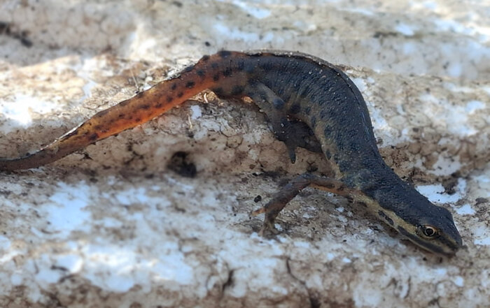 Teichmolch