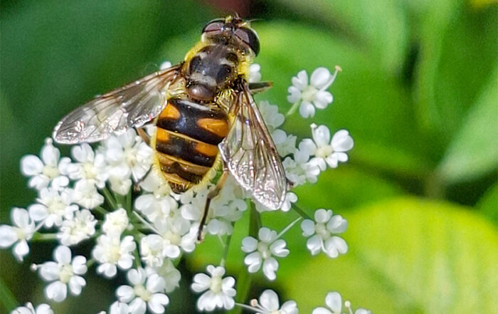 Totenkopf-Schwebfliege
