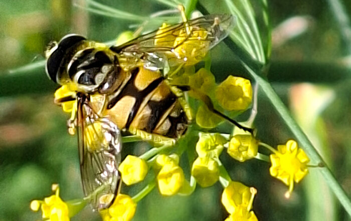 Totenkopfschwebfliege