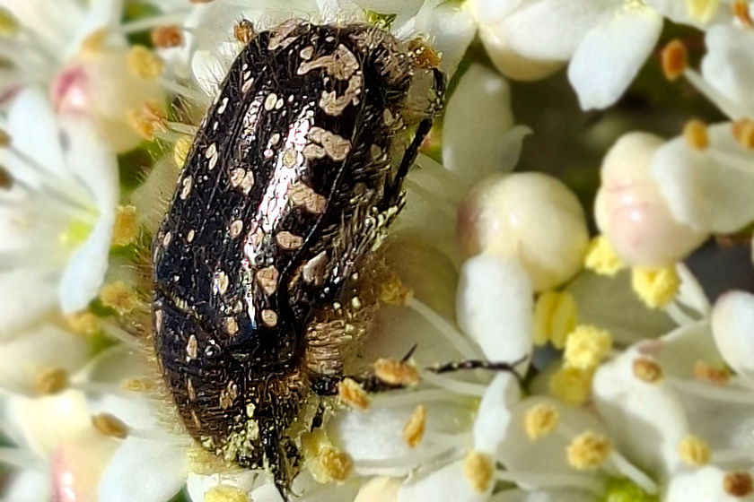 Trauer-Rosenkäfer