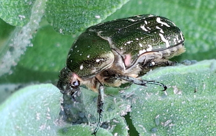 Variabler Rosenkäfer