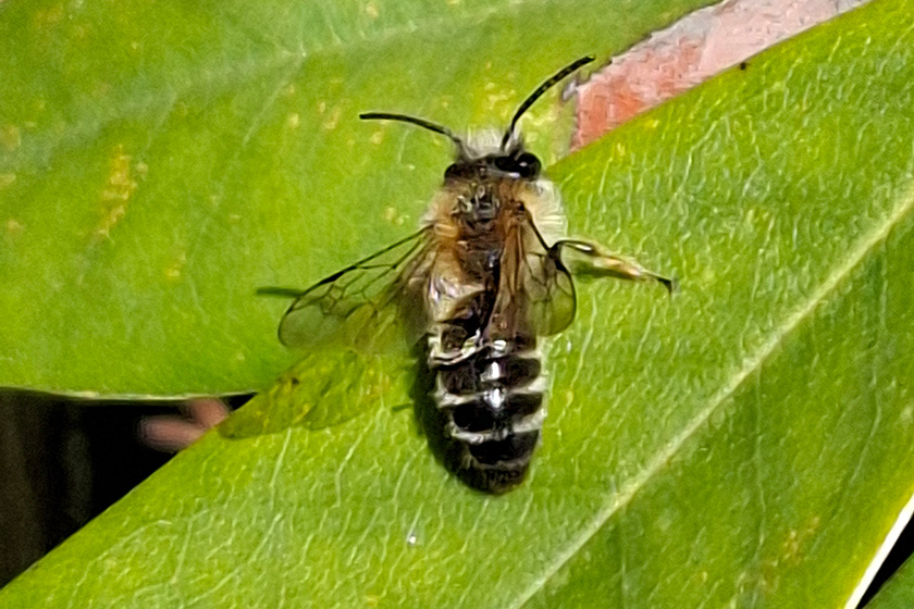 Weiße Bindensandbiene
