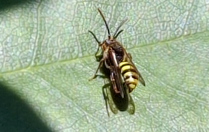Wespenbiene