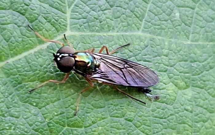 Zweipunkt-Dungwaffenfliege